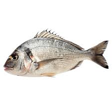 Sea Bream